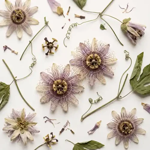 Passionflower
